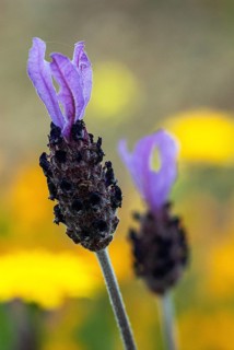 Crested lavender in flower