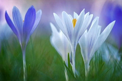 Crocuses