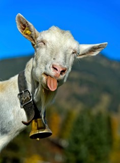 Unhorned Saanen goat with bell sticks out its tongue
