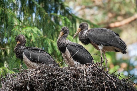 Black stork