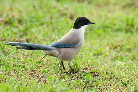 Azure-winged Magpie