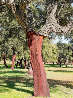 Cork oak forest