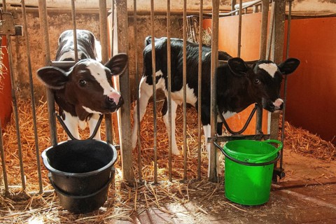 Calf feeding with milk