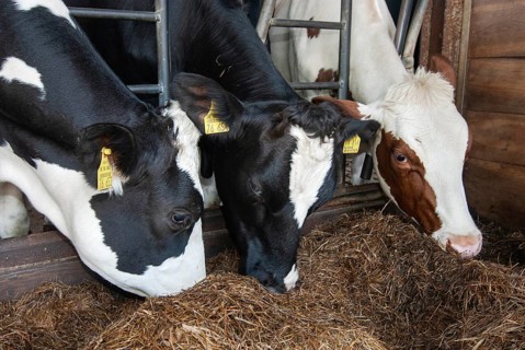Cowshed