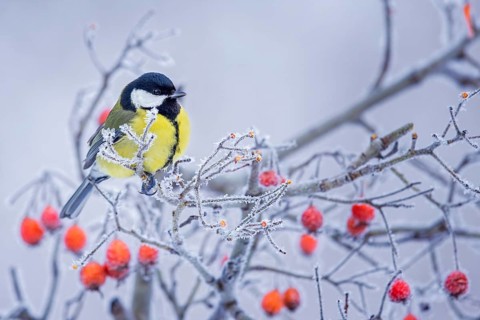 Great tit
