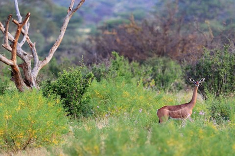 Gerenuk
