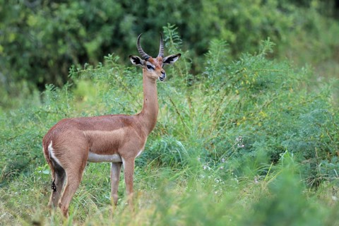 Gerenuk