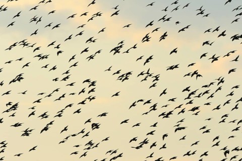 Common starling
