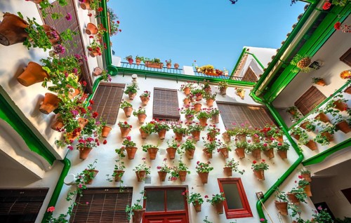 Many red geraniums in flower pots in the courtyard on a house wall