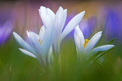Crocuses