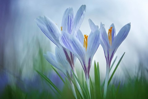 Crocuses