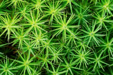 Lady's moss