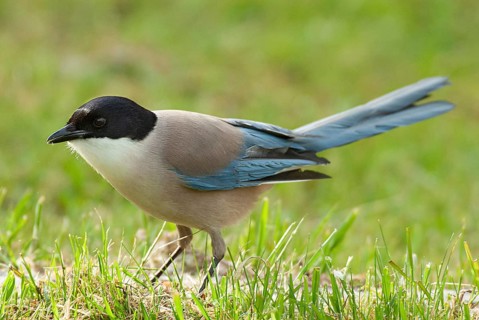 Azure-winged Magpie
