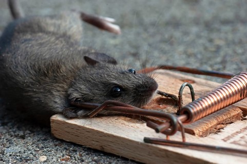 House mouse