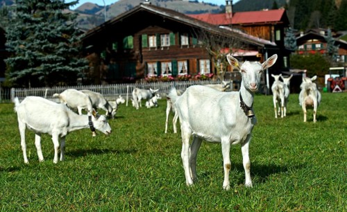 Herd of white Saanen goats