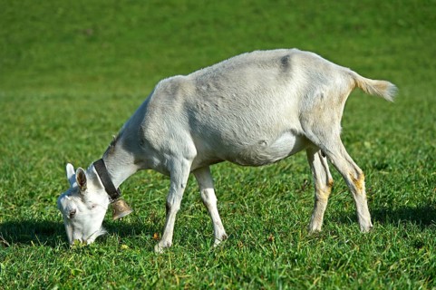 Grazing unhorned Saanen goat