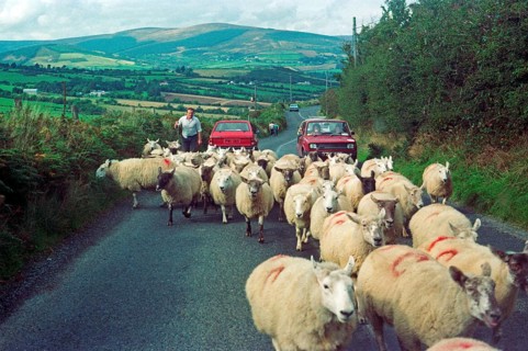 A farmer drives his flock of sheep along a country road