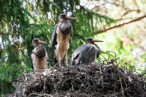 Black stork
