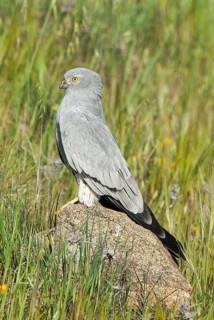 Montagu's harrier