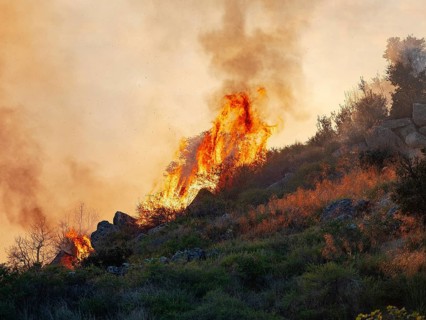 Fire in the Dehesa in the cork oak forest