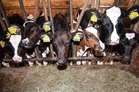 Cowshed