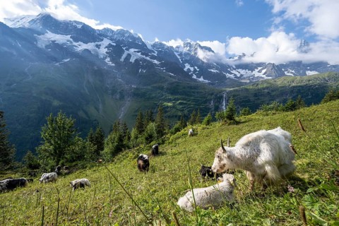 Herd with yaks on an alpine meadow at the mountain inn Tschingelhorn