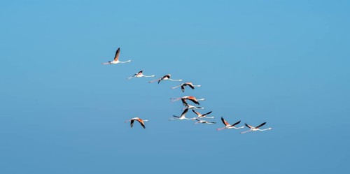 Greater flamingos