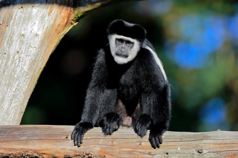 Mantled guereza