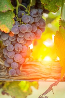 Vineyard with lush