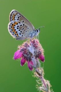 Agriades optilete