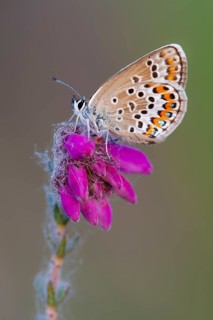 Agriades optilete
