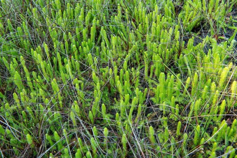 Inundated Club Moss