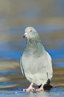 Pigeon