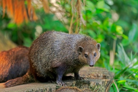 Common kusimanse