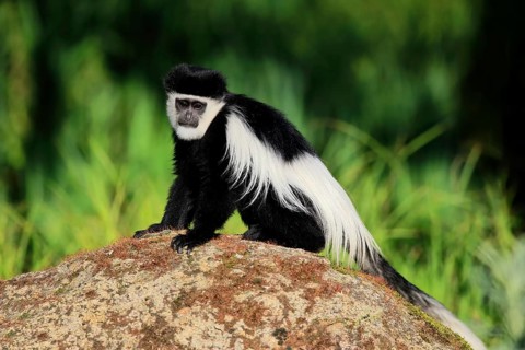 Mantled guereza