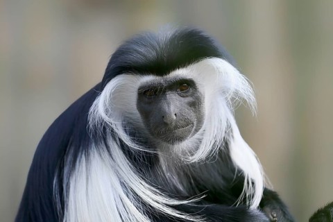 Tanzania stubby monkey