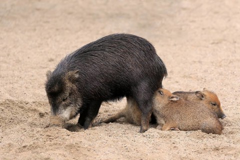White-lipped peccary