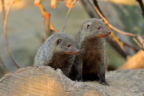 Dwarf mongoose
