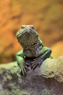 North African thorn-tailed dragon