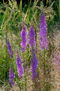 Common foxglove