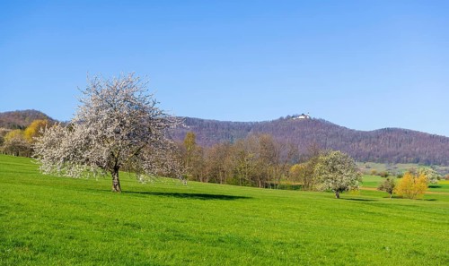 Orchard meadow