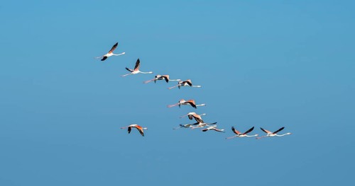 Greater flamingos