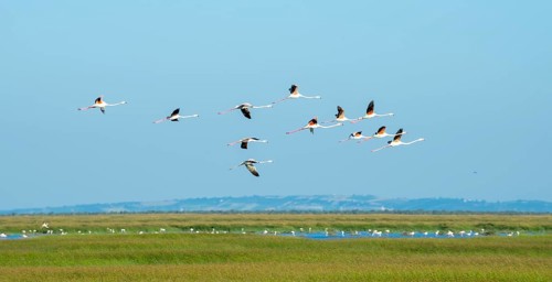 Greater flamingos