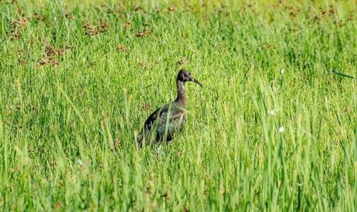 Glossy ibis