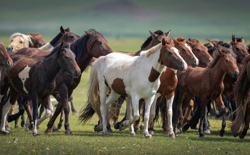 Domestic Horses