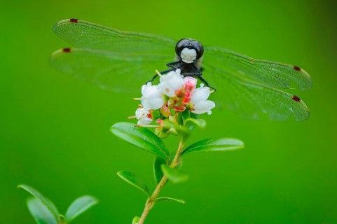 White-faced darter