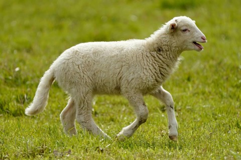 Forest sheep