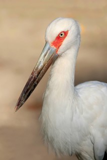 Maguari stork