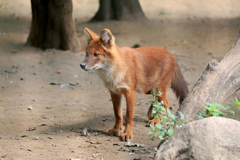 Dhole