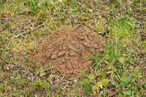 Mole mound in a meadow